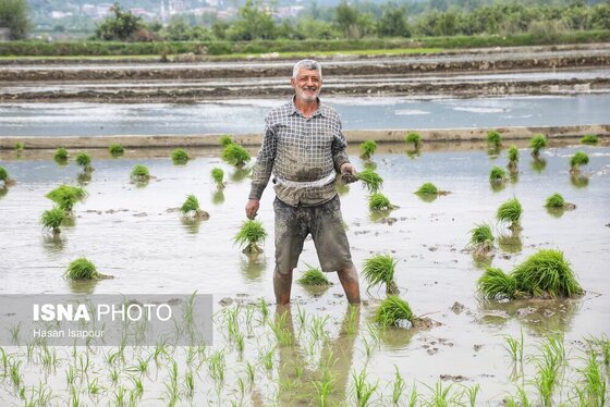 ایران زیباست | آغاز فصل کشت نشا برنج - بابل