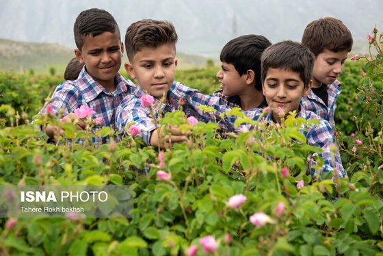 گزارش تصویری | برداشت گل محمدی و تهیه گلاب به یاد دانش‌آموزان شهید میناب - میمند