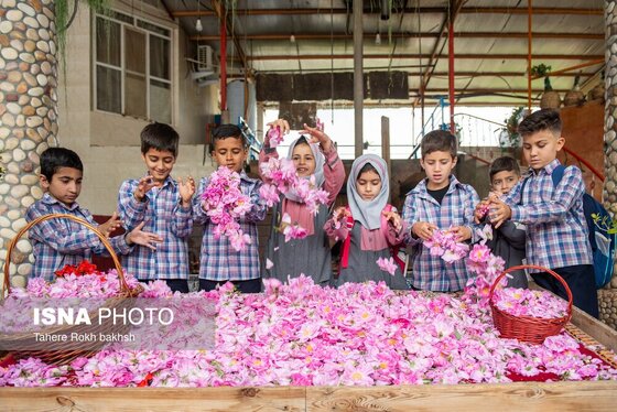 گزارش تصویری | برداشت گل محمدی و تهیه گلاب به یاد دانش‌آموزان شهید میناب - میمند