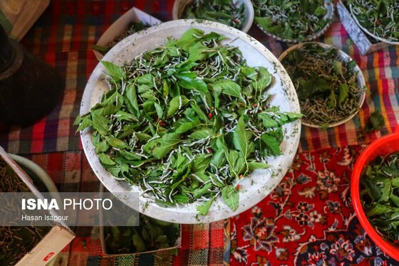 گزارش تصویری | نوغانداری، تولید ثروت از کرم ابریشم