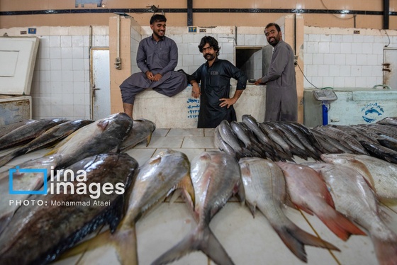 گزارش تصویری | «چابهار» شهر چهار بهار