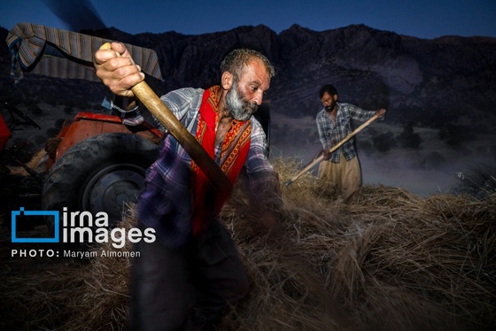 گزارش تصویری | فصل برداشت محصول عشایر بختیاری