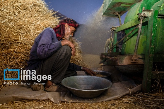 گزارش تصویری | فصل برداشت محصول عشایر بختیاری