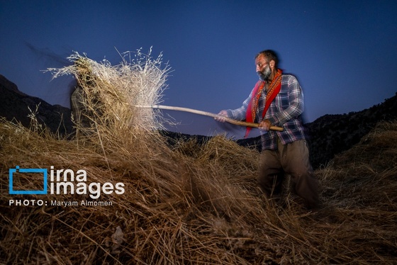 گزارش تصویری | فصل برداشت محصول عشایر بختیاری