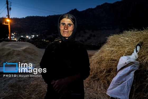 گزارش تصویری | فصل برداشت محصول عشایر بختیاری
