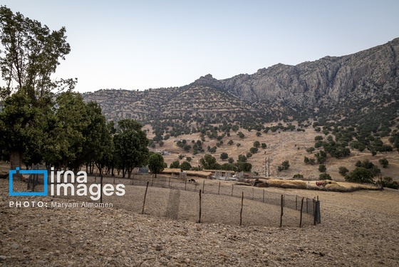 گزارش تصویری | فصل برداشت محصول عشایر بختیاری