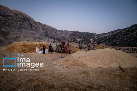 گزارش تصویری | فصل برداشت محصول عشایر بختیاری