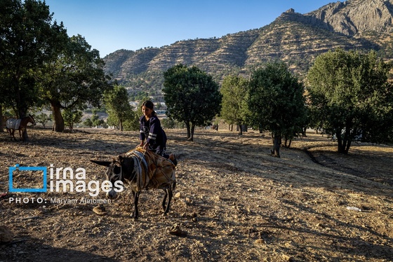 گزارش تصویری | فصل برداشت محصول عشایر بختیاری