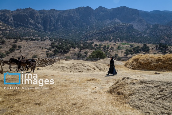 گزارش تصویری | فصل برداشت محصول عشایر بختیاری