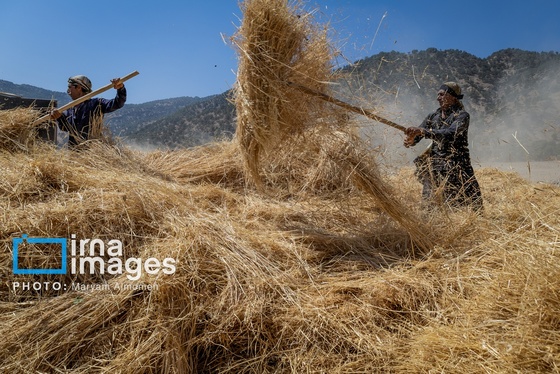 گزارش تصویری | فصل برداشت محصول عشایر بختیاری