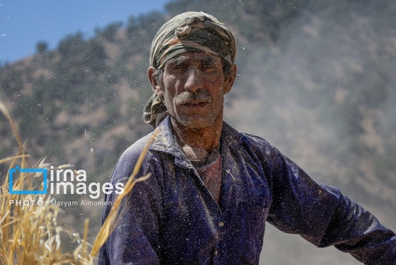 گزارش تصویری | فصل برداشت محصول عشایر بختیاری