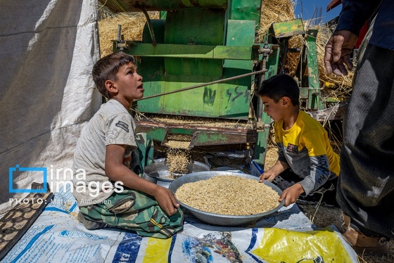 گزارش تصویری | فصل برداشت محصول عشایر بختیاری