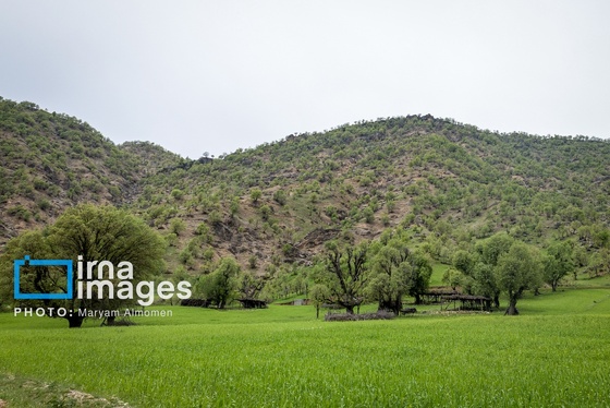 گزارش تصویری | فصل برداشت محصول عشایر بختیاری
