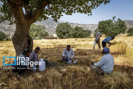 گزارش تصویری | فصل برداشت محصول عشایر بختیاری