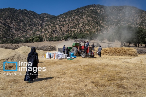 گزارش تصویری | فصل برداشت محصول عشایر بختیاری