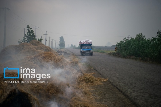 گزارش تصویری | آتش در شالیزار