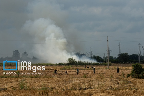 گزارش تصویری | آتش در شالیزار