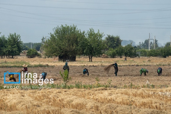گزارش تصویری | آتش در شالیزار