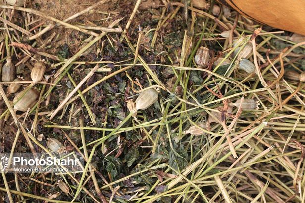 امحاء ۱۶ تن انواع مخدر صنعتی در مشهد + ویدئو