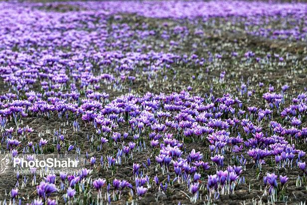 روایتی از یک ‌روز زندگی زعفران‌کاران که این روزها طلای سرخشان خریدار ندارد