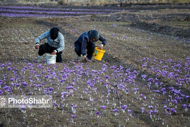 روایتی از یک ‌روز زندگی زعفران‌کاران که این روزها طلای سرخشان خریدار ندارد
