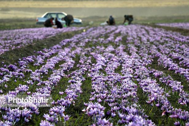 روایتی از یک ‌روز زندگی زعفران‌کاران که این روزها طلای سرخشان خریدار ندارد