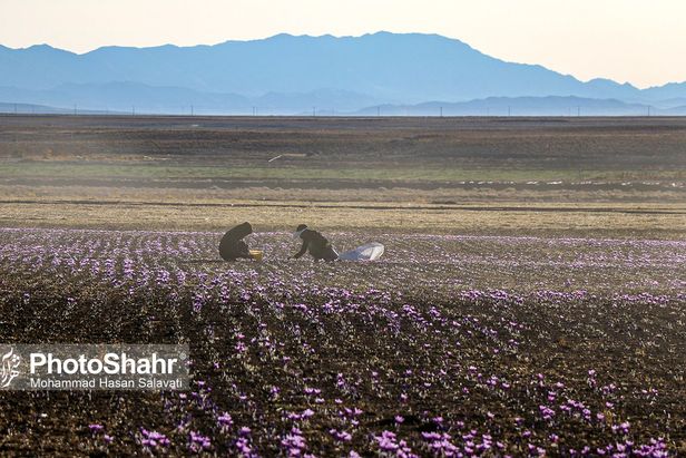 روایتی از یک ‌روز زندگی زعفران‌کاران که این روزها طلای سرخشان خریدار ندارد