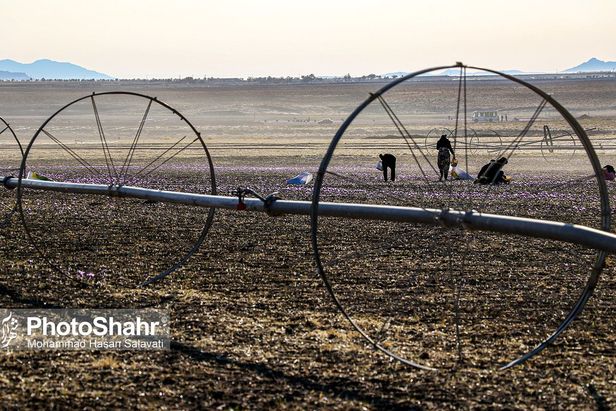 روایتی از یک ‌روز زندگی زعفران‌کاران که این روزها طلای سرخشان خریدار ندارد