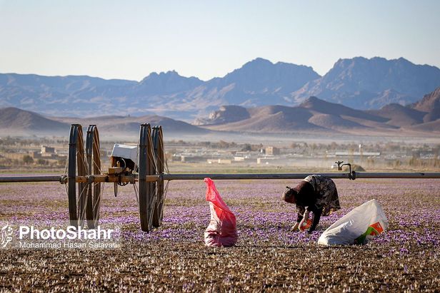 روایتی از یک ‌روز زندگی زعفران‌کاران که این روزها طلای سرخشان خریدار ندارد