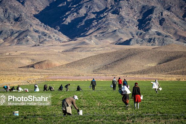روایتی از یک ‌روز زندگی زعفران‌کاران که این روزها طلای سرخشان خریدار ندارد