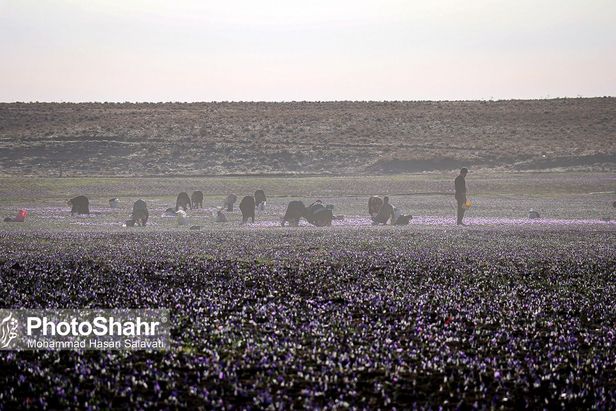 روایتی از یک ‌روز زندگی زعفران‌کاران که این روزها طلای سرخشان خریدار ندارد