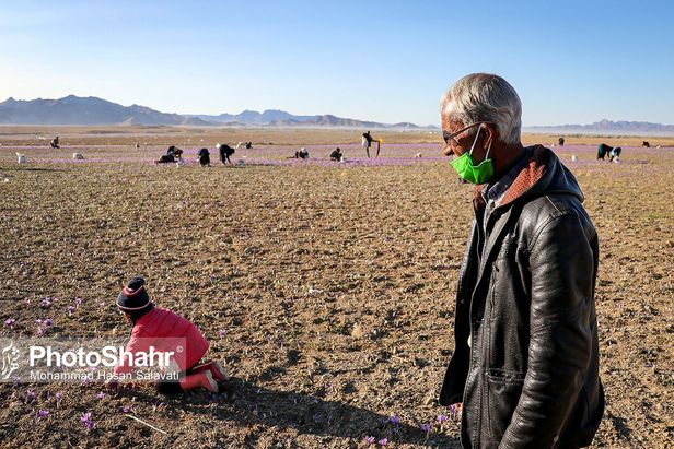 روایتی از یک ‌روز زندگی زعفران‌کاران که این روزها طلای سرخشان خریدار ندارد