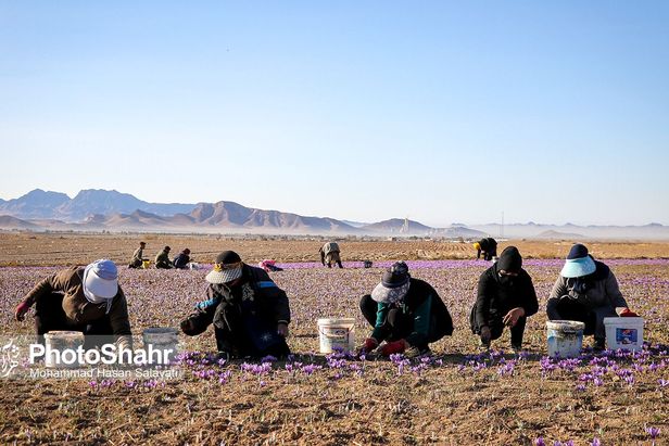 روایتی از یک ‌روز زندگی زعفران‌کاران که این روزها طلای سرخشان خریدار ندارد