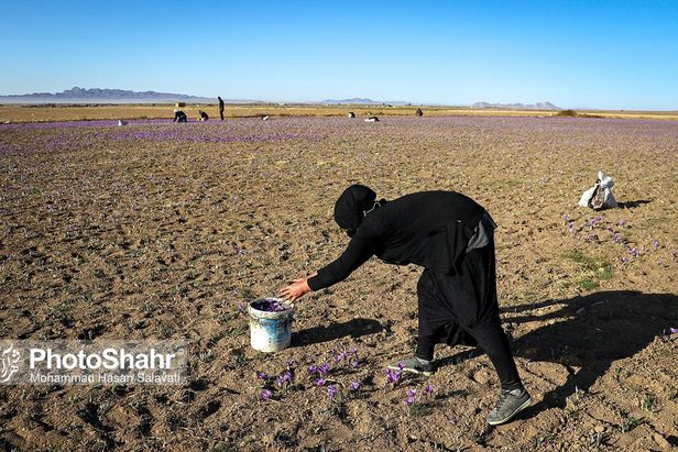 روایتی از یک ‌روز زندگی زعفران‌کاران که این روزها طلای سرخشان خریدار ندارد