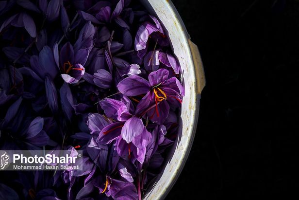 روایتی از یک ‌روز زندگی زعفران‌کاران که این روزها طلای سرخشان خریدار ندارد