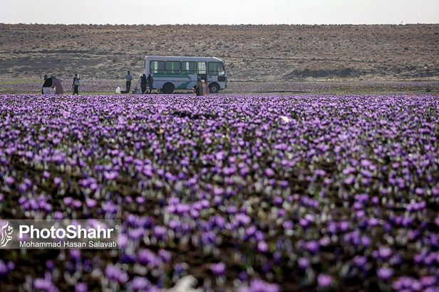 روایتی از یک ‌روز زندگی زعفران‌کاران که این روزها طلای سرخشان خریدار ندارد
