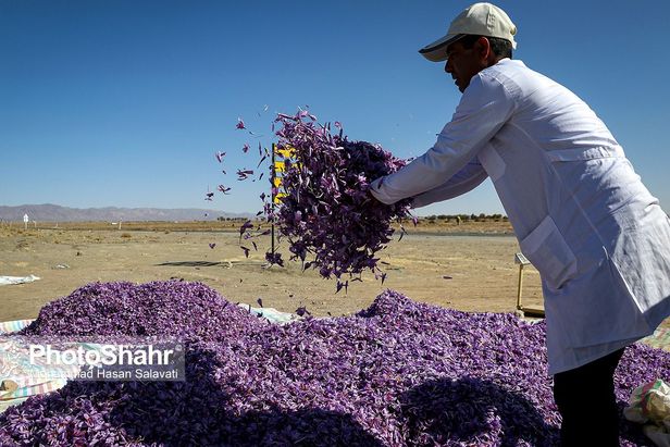 روایتی از یک ‌روز زندگی زعفران‌کاران که این روزها طلای سرخشان خریدار ندارد