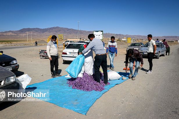 روایتی از یک ‌روز زندگی زعفران‌کاران که این روزها طلای سرخشان خریدار ندارد