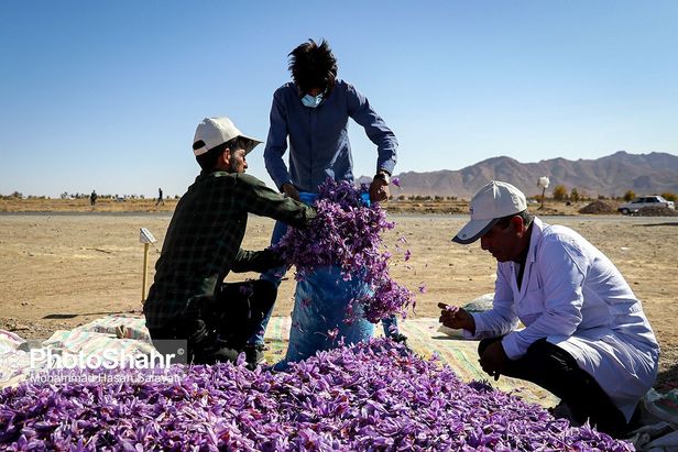 روایتی از یک ‌روز زندگی زعفران‌کاران که این روزها طلای سرخشان خریدار ندارد