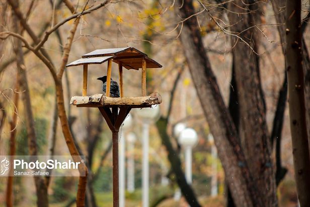 تصاویری زیبا از آشیانه پرندگان در بوستان‌های مشهد