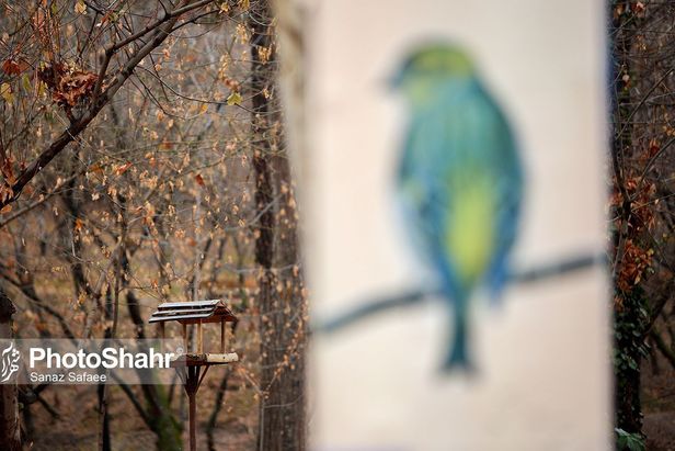 تصاویری زیبا از آشیانه پرندگان در بوستان‌های مشهد
