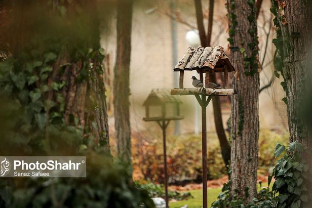 تصاویری زیبا از آشیانه پرندگان در بوستان‌های مشهد
