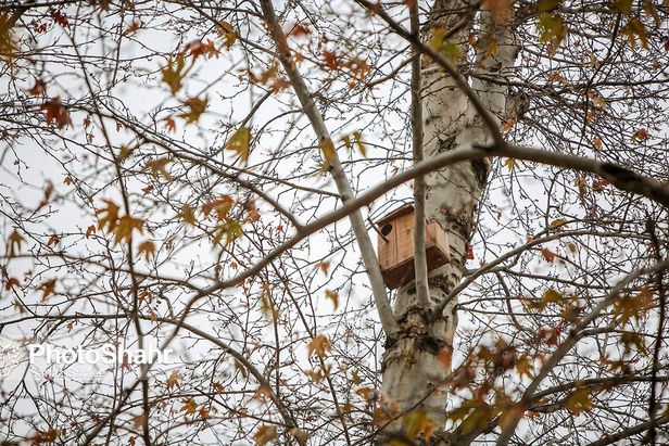 تصاویری زیبا از آشیانه پرندگان در بوستان‌های مشهد