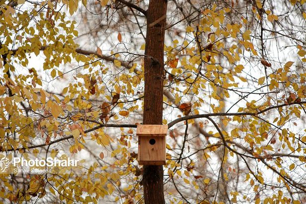 تصاویری زیبا از آشیانه پرندگان در بوستان‌های مشهد