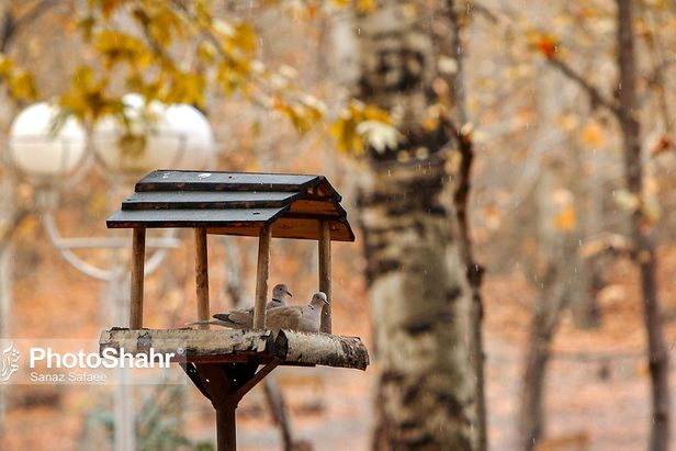 تصاویری زیبا از آشیانه پرندگان در بوستان‌های مشهد