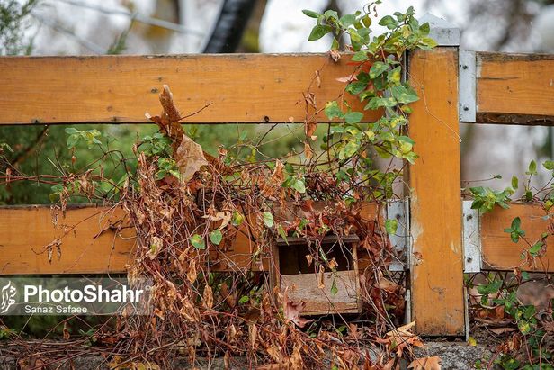 تصاویری زیبا از آشیانه پرندگان در بوستان‌های مشهد