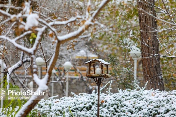 تصاویری زیبا از آشیانه پرندگان در بوستان‌های مشهد