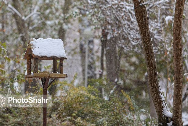 تصاویری زیبا از آشیانه پرندگان در بوستان‌های مشهد