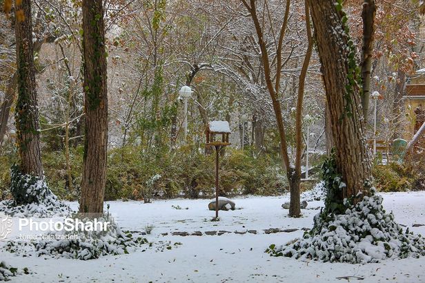 تصاویری زیبا از آشیانه پرندگان در بوستان‌های مشهد