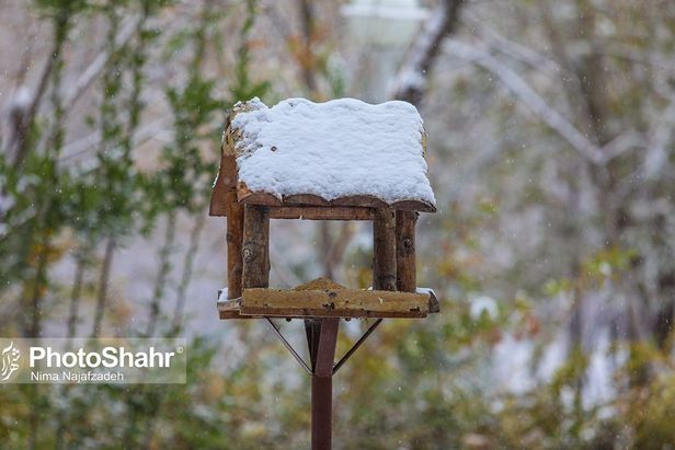 تصاویری زیبا از آشیانه پرندگان در بوستان‌های مشهد
